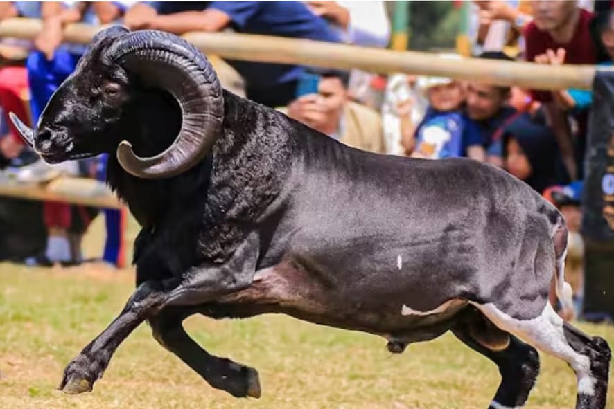 Ilustrasi event kontes kambing domba. (ist Kontes Domba Kota Batu, Dorong Semangat Peternak Lokal Demi Ketahanan Pangan