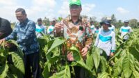 Produksi Tembakau Tahun 2025 di Kabupaten Malang Meningkat, Total Hasil Capai 10.000 Ton Produksi Tembakau Tahun 2025 di Kabupaten Malang Meningkat, Total Hasil Capai 10.000 Ton