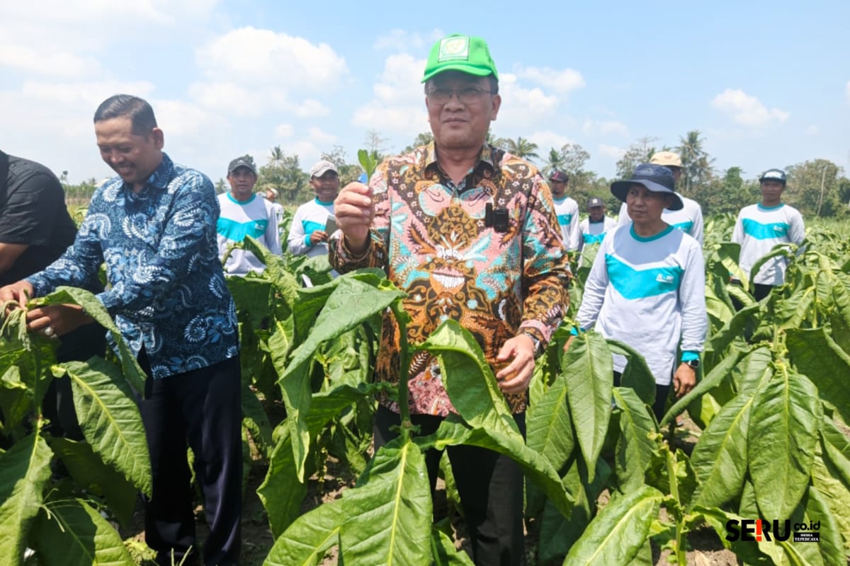 Produksi Tembakau Tahun 2025 di Kabupaten Malang Meningkat, Total Hasil Capai 10.000 Ton Produksi Tembakau Tahun 2025 di Kabupaten Malang Meningkat, Total Hasil Capai 10.000 Ton