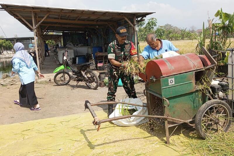 Babinsa Sukun Dampingi Pengubinan Panen Padi, Pastikan Akurasi Produktivitas Panen