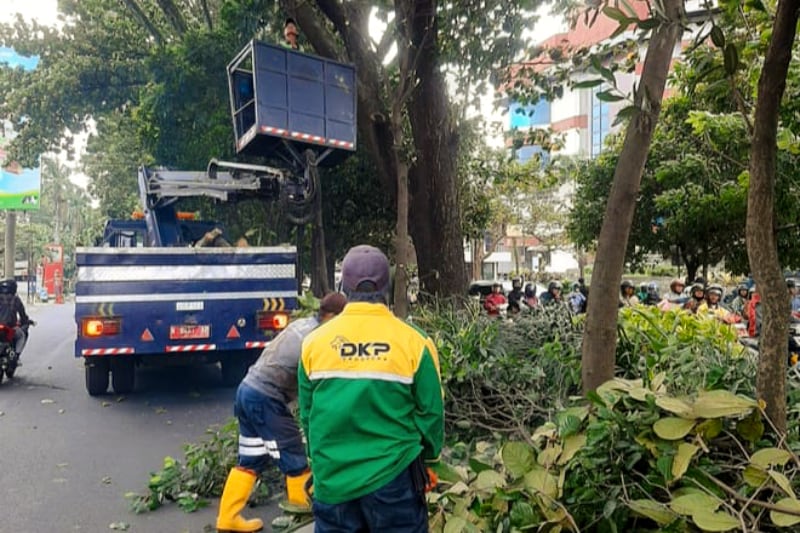 DLH Kota Malang melakukan perempesan pohon untuk mengantisipasi cuaca ekstrem. (dok DLH Kota Malang) DLH Kota Malang Gencarkan Perempesan Pohon Antisipasi Cuaca Ekstrem