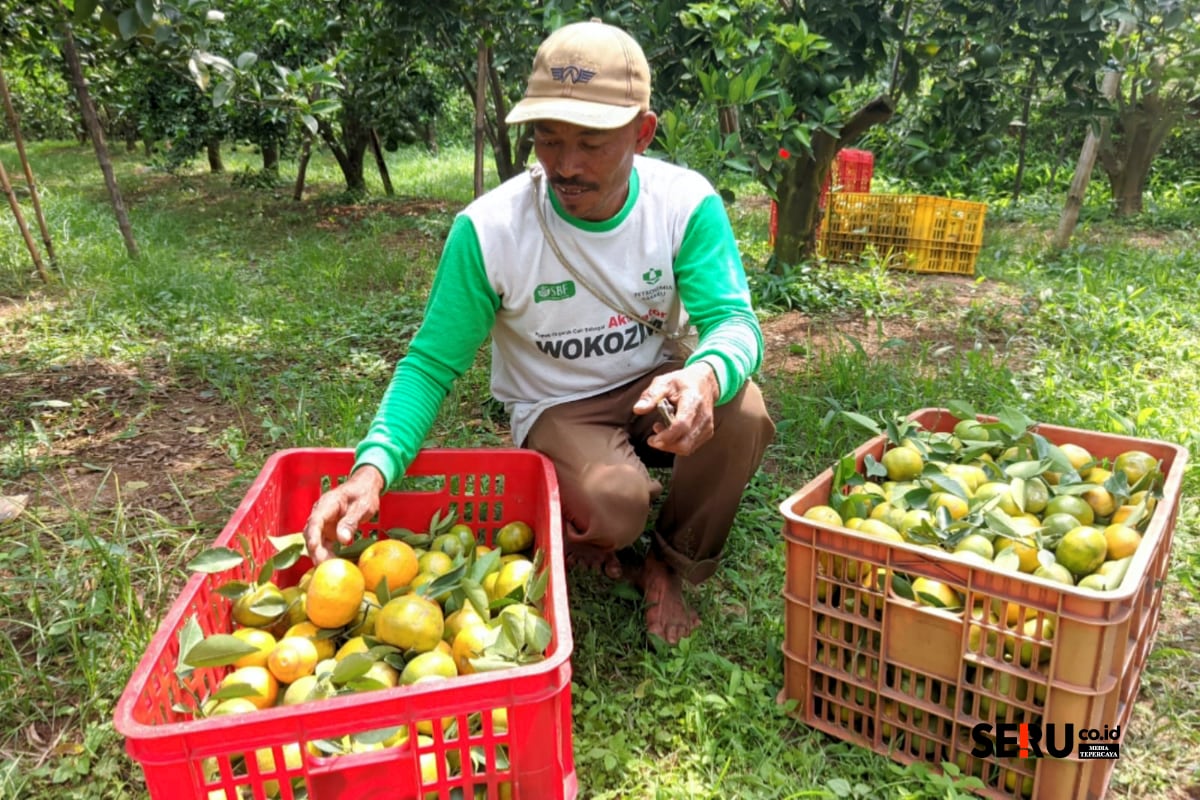Petani jeruk di Kecamatan Dau yang tengah memanen jeruk. (Seru.co.id/wul) 