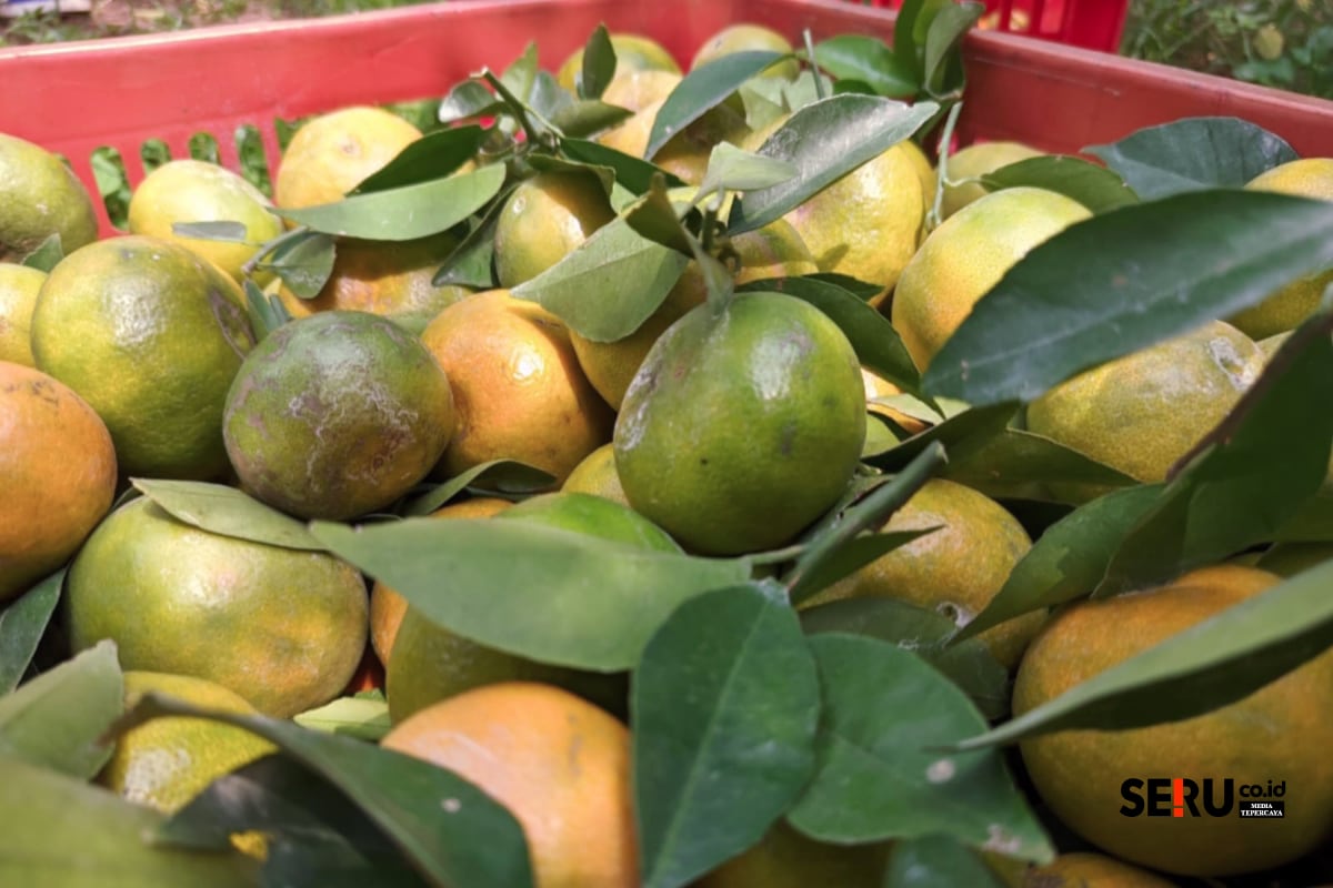 Buah jeruk dalam keranjang seusai dipanen para petani di Kecamatan Dau. (Seru.co.id/wul) 