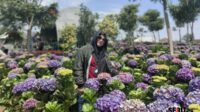 Salah seorang pengunjung yang berfoto diantara taman bunga Hortensia di Wisata Dusun Kuliner. (Seru.co.id/dik) Dusun Kuliner Batu, Tempat Makan Asyik Serasa di Negeri Dongeng