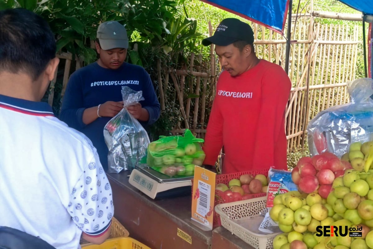 Lahan Terbatas, Operator Wisata Petik Apel Batu Sulit Cari Kebun Siap Petik