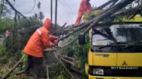 Proses evakuasi dahan pohon beringin di Punden Banjarsari, Desa Banjarsari, Kecamatan Ngajum, Kabupaten Malang. (ist) Dahan Pohon Beringin Raksasa di Ngajum Timpa Kabel Listrik dan Truk Parkir