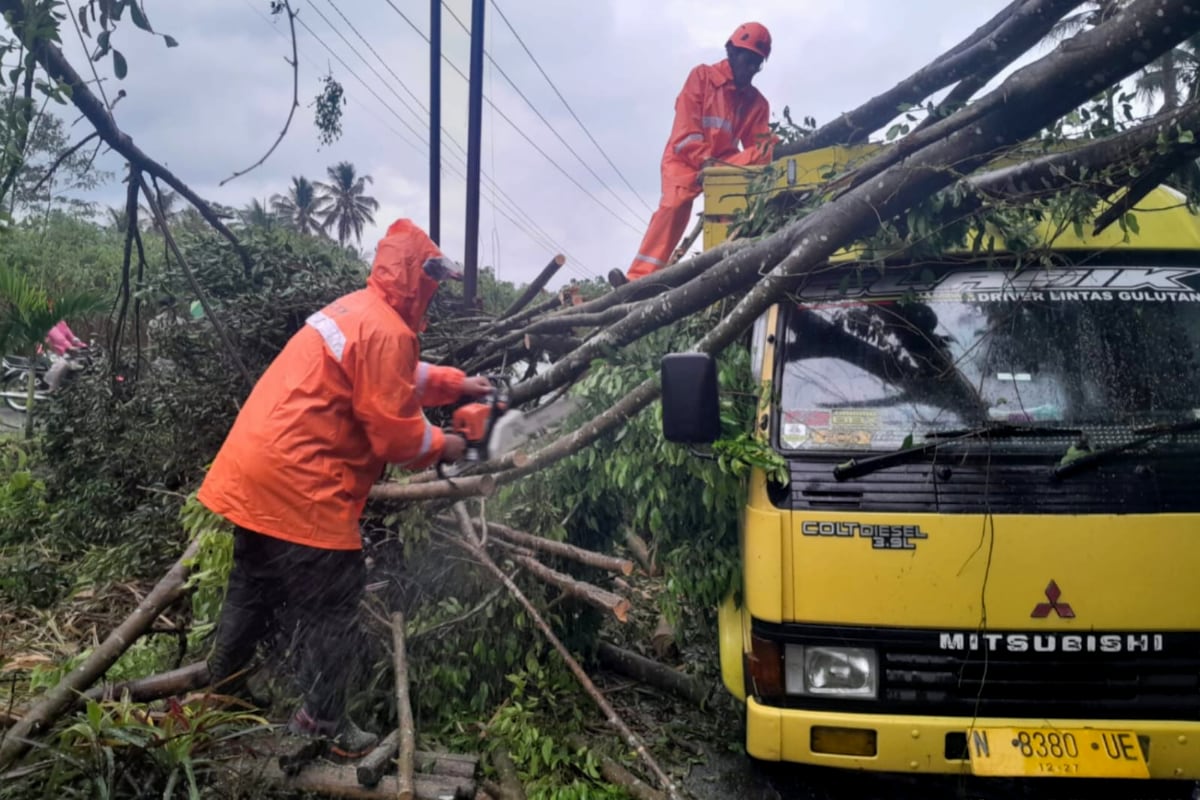 Dahan Pohon Beringin Raksasa di Ngajum Timpa Kabel Listrik dan Truk Parkir