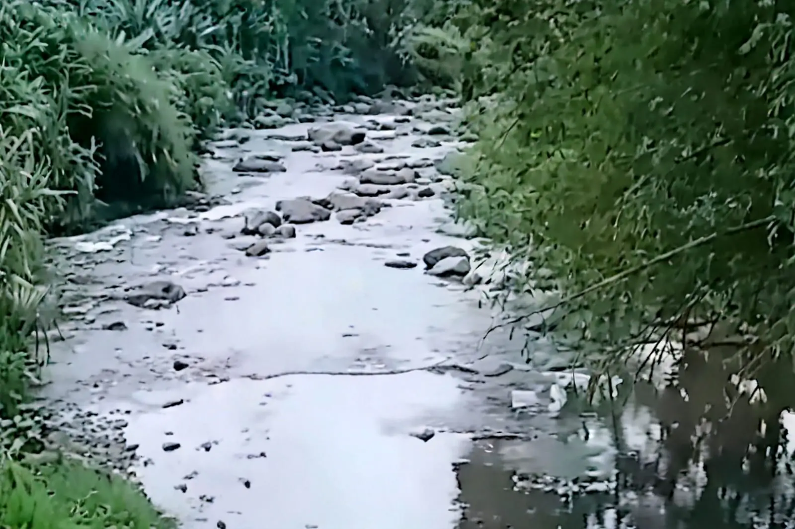 Hulu Brantas Bersih, Tim Susur Sungai Justru Temukan Limbah dari Kandang Babi dan Pabrik tahu