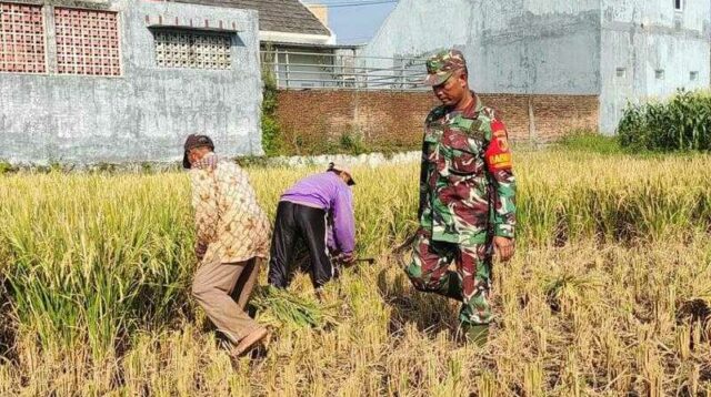 Babinsa Kedungkandang Dampingi Poktan Sukamaju Panen Padi di Wonokoyo