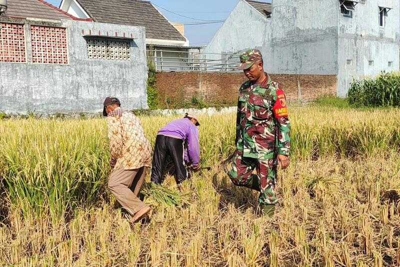 Babinsa Kedungkandang Dampingi Poktan Sukamaju Panen Padi di Wonokoyo