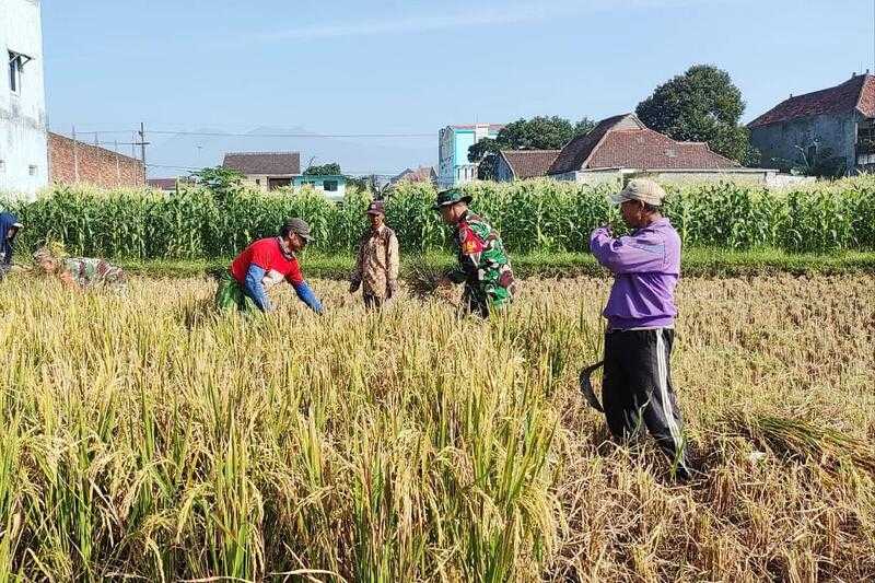 Babinsa Kedungkandang dampingi poktan panen padi dorong produktivitas pangan. (ist) Babinsa Kedungkandang Dampingi Poktan Panen Padi Dorong Produktivitas Pangan