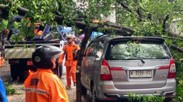 Pemkot Malang Siapkan Asuransi Ganti Rugi Terdampak Pohon Tumbang, Begini Klaimnya!