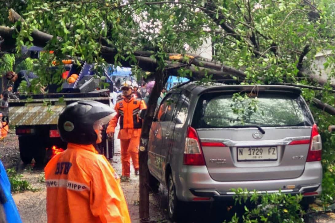 Pemkot Malang Siapkan Asuransi Ganti Rugi Terdampak Pohon Tumbang, Begini Klaimnya!