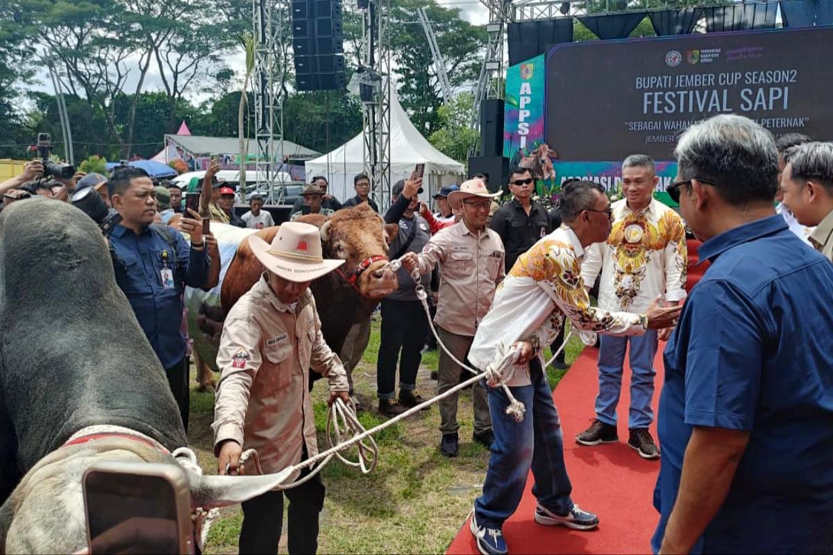 Suasana acara Festival Sapi. (sgt) Mentan Salurkan Bantuan Pertanian ke Jember Saat Buka Festival Sapi
