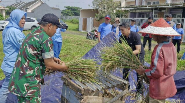 Babinsa Bandungrejosari Dampingi PPL dan Gapoktan Rukun Gawe Santoso Laksanakan Pengubinan Panen Padi