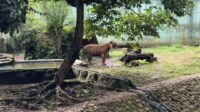 TM Ragunan dan Gubernur Bantah Pakan Harimau Dicuri Pegawai, Tegaskan Tak Ada Pelanggaran