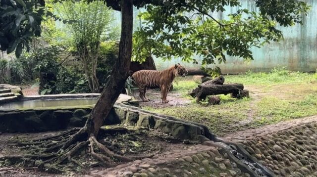 TM Ragunan dan Gubernur Bantah Pakan Harimau Dicuri Pegawai, Tegaskan Tak Ada Pelanggaran