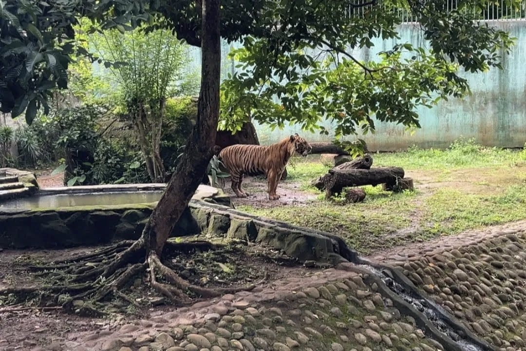 Pramono meninjau langsung kondisi harimau di TM Ragunan. (ist) TM Ragunan dan Gubernur Bantah Pakan Harimau Dicuri Pegawai, Tegaskan Tak Ada Pelanggaran