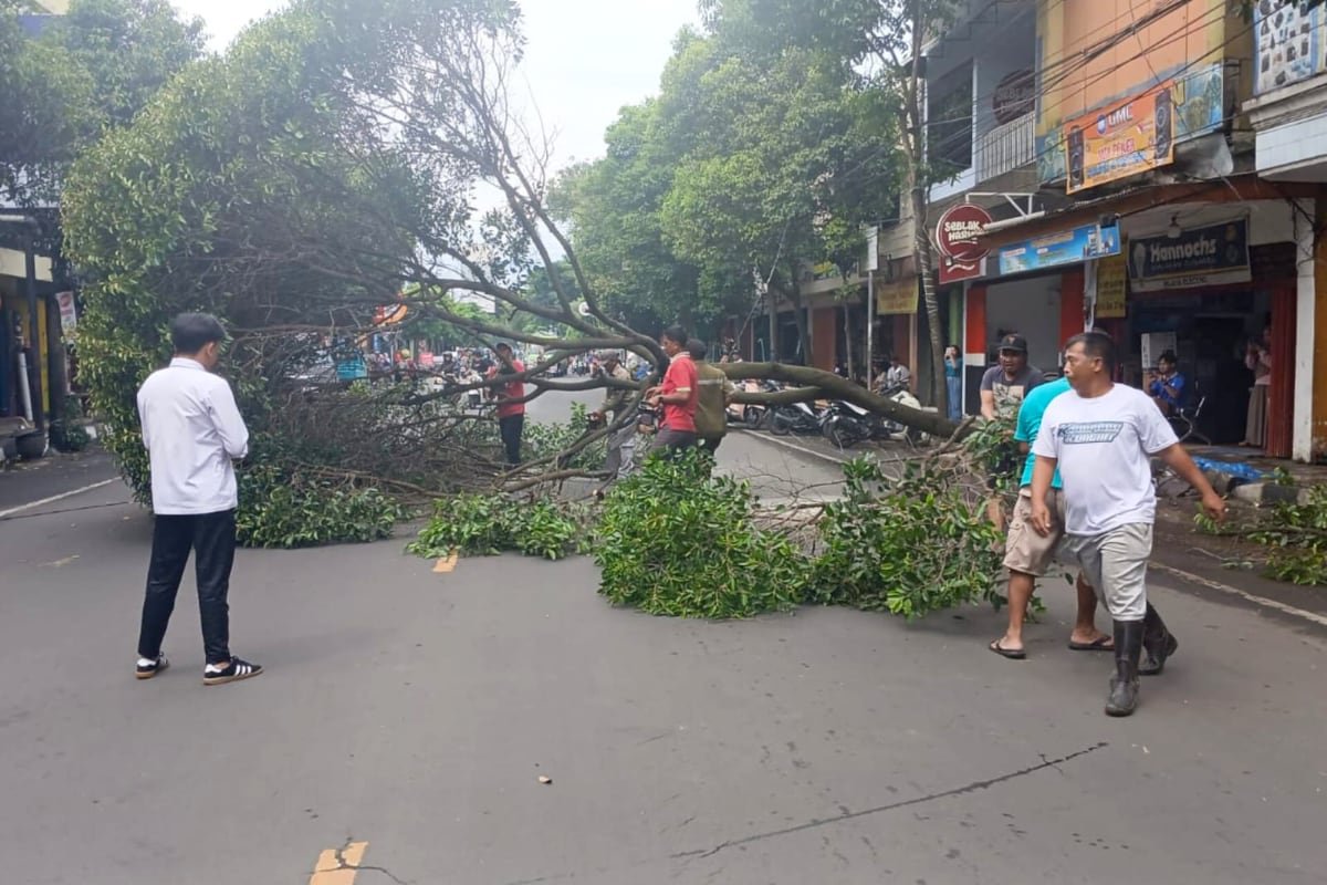 Cuaca Ekstrem, BPBD Kabupaten Malang Akan Pangkas Dahan Pohon Pinggir Jalan