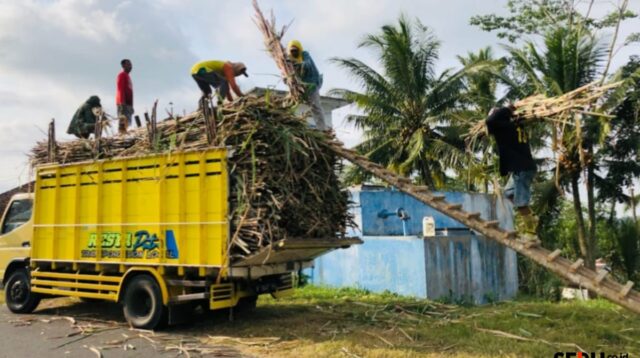 Terkendala Cuaca, Hasil Panen Tebu Tahun 2025 Kabupaten Malang Diprediksi Tak Penuhi Target