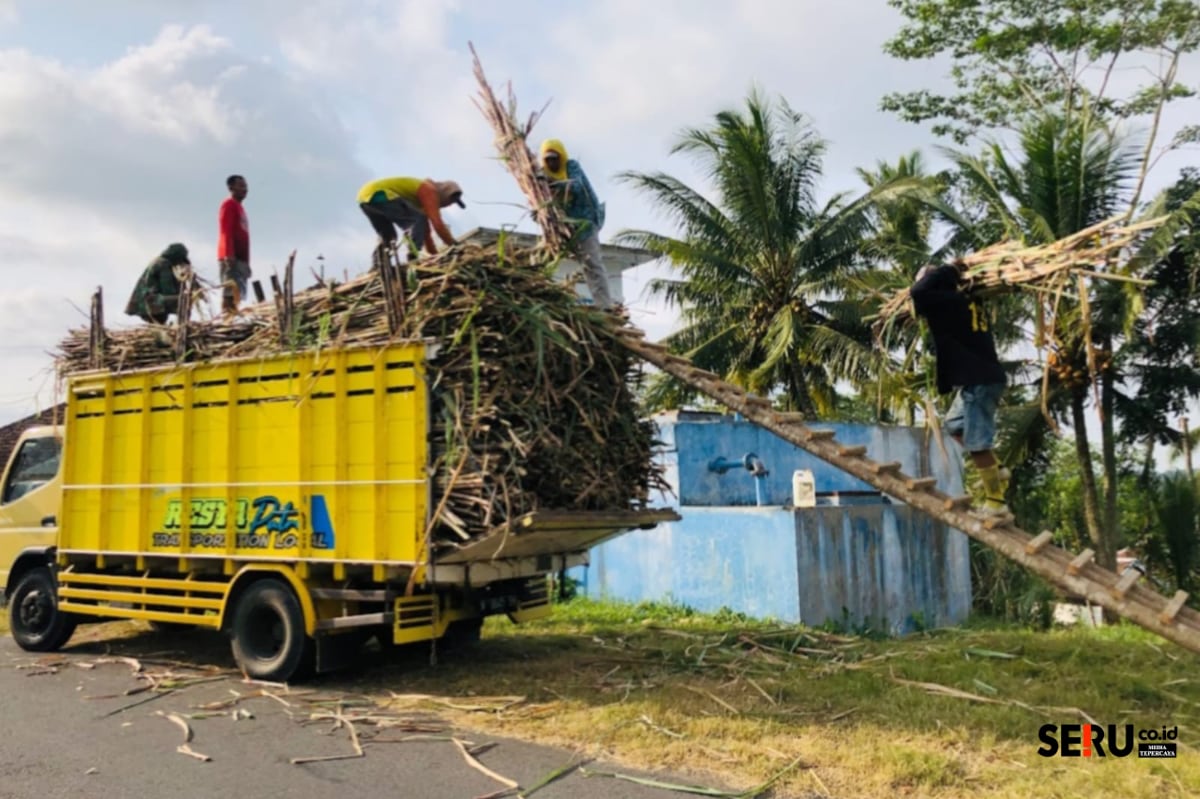 Para petani tengah mengangkut hasil panen tebu di Kabupaten Malang. (Seru.co.id/wul) Terkendala Cuaca, Hasil Panen Tebu Tahun 2025 Kabupaten Malang Diprediksi Tak Penuhi Target