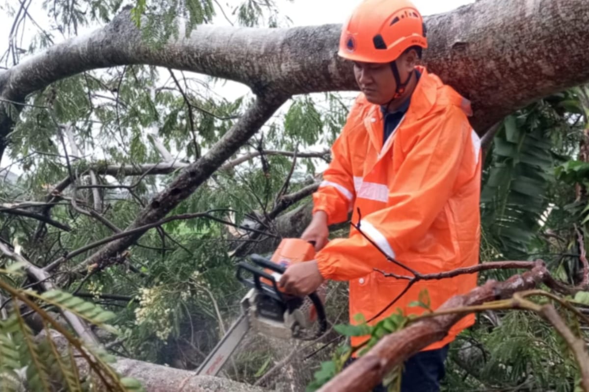 Proses pemotongan pohon tumbang di Desa Tamanharjo, Kecamatan Singosari, Kabupaten Malang usai diterjang cuaca ekstrem. (ist) 