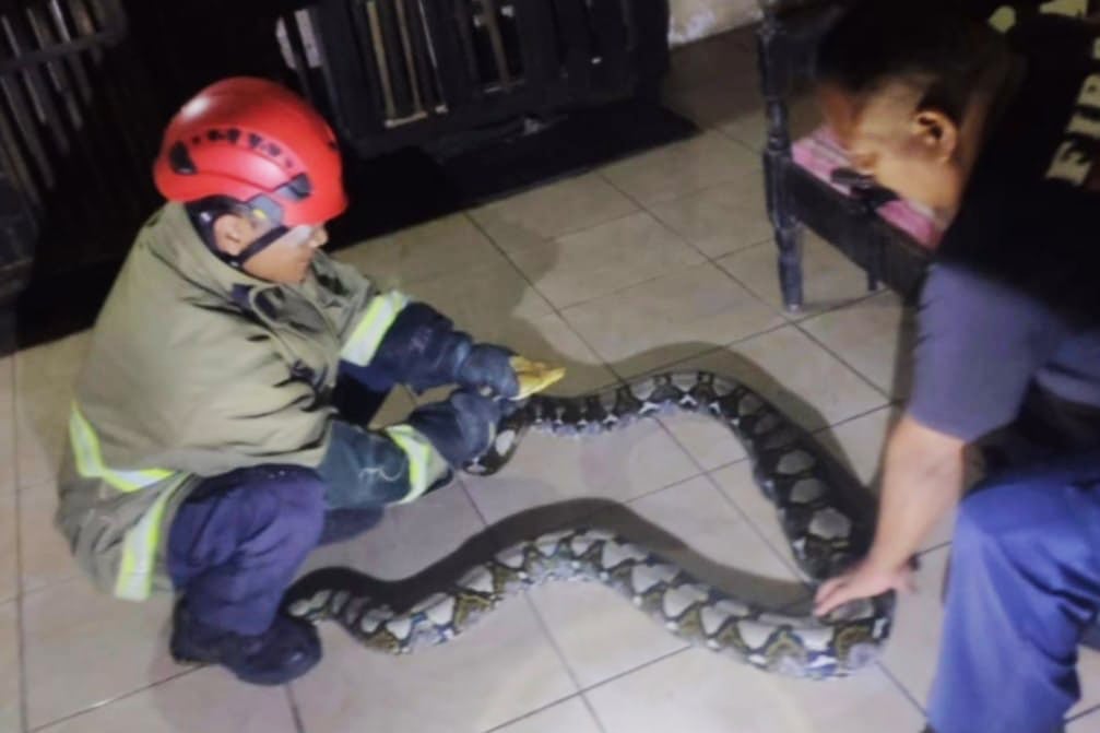 Relawan Damkar Batu Berlatih Evakuasi Ular di Selecta