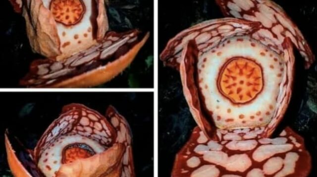 BRIN Pastikan Peneliti Indonesia Jadi Penulis Utama Publikasi Rafflesia Hasseltii Usai Polemik