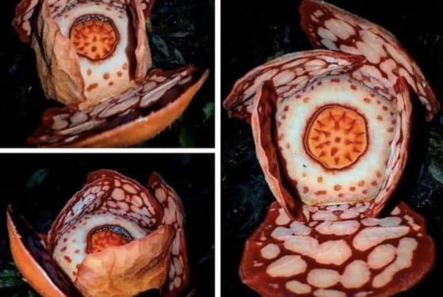 BRIN Pastikan Peneliti Indonesia Jadi Penulis Utama Publikasi Rafflesia Hasseltii Usai Polemik