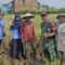 Babinsa Sukun Pendampingan Panen Padi Petani Bandungrejosari