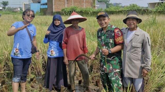 Babinsa Sukun Pendampingan Panen Padi Petani Bandungrejosari