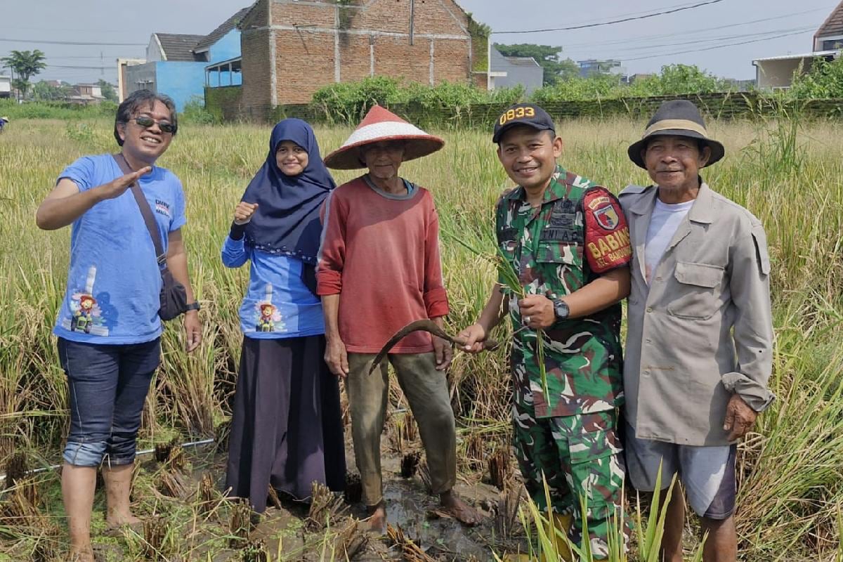 Babinsa Sukun pendampingan panen padi petani Bandungrejosari. (ist) Babinsa Sukun Pendampingan Panen Padi Petani Bandungrejosari