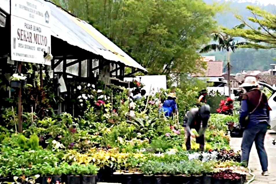 Omset Padagang Bunga di Mall Bunga Sidomulyo Jelang Nataru Naik 40 Persen