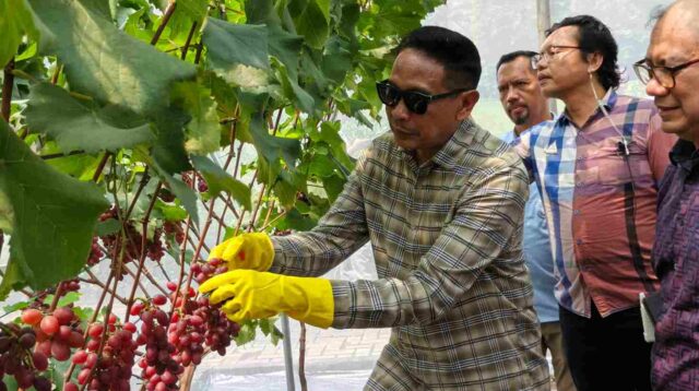 Duta PengAngguran, Agro-Eduwisata Petik Anggur Pertama di Kota Malang