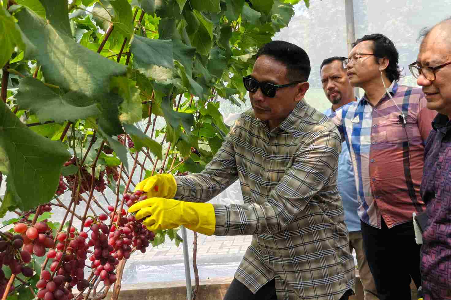 Wali Kota Malang memetik anggur di Agro-Eduwisata Duta PengAngguran Kota Malang. (bas)_11zon Duta PengAngguran, Agro-Eduwisata Petik Anggur Pertama di Kota Malang