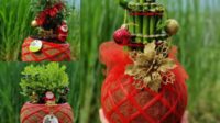 Hiasan Natal pada produk tanaman hias Kokedama sebagai alternatif hantaran Natal. (ist) Kokedama Natal, Parcel Natal yang Segar dan Ramah Lingkungan