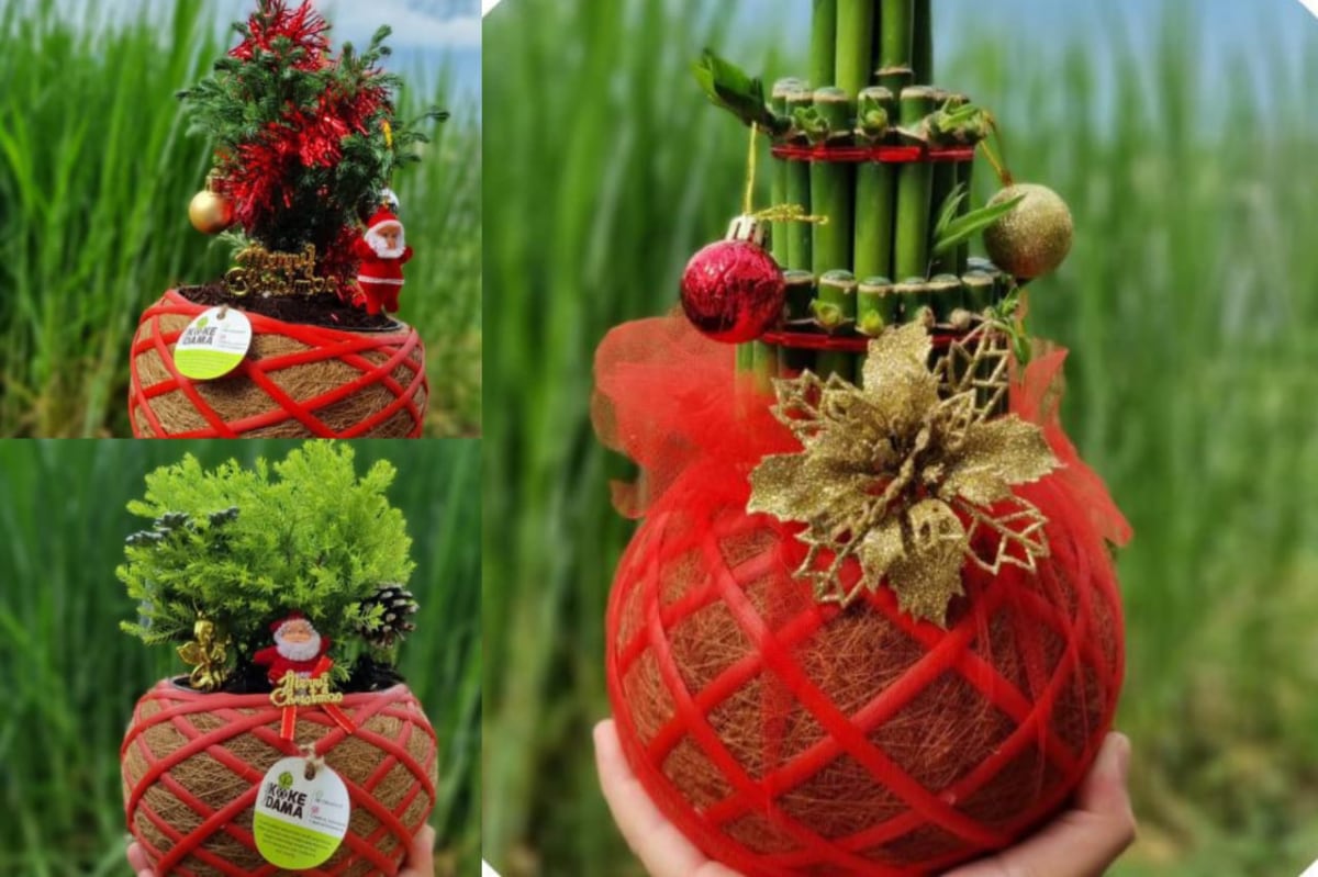 Kokedama Natal, Parcel Natal yang Segar dan Ramah Lingkungan