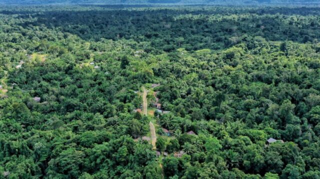 Dinilai Ancam Hutan dan Hak Adat, Banyak Pihak Tolak Gagasan Prabowo Tanam Sawit di Papua