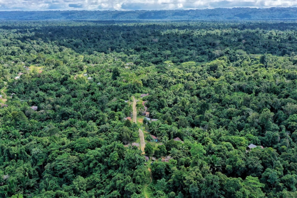 Dinilai Ancam Hutan dan Hak Adat, Banyak Pihak Tolak Gagasan Prabowo Tanam Sawit di Papua
