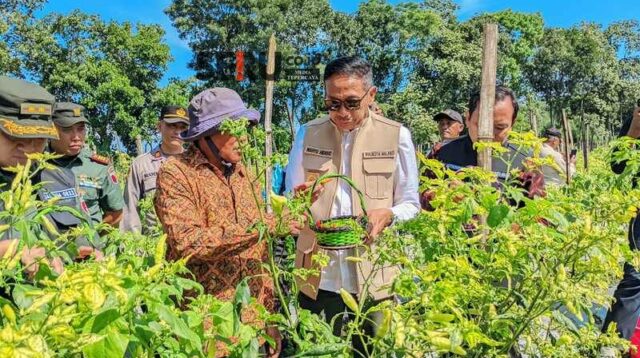 Cabai dan Tomat Panen Awal 2026, Pertanian Kota Malang Tak Terdampak Cuaca Ekstrem