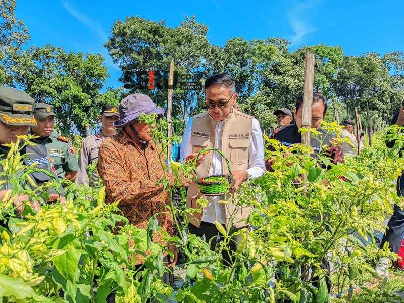 Cabai dan Tomat Panen Awal 2026, Pertanian Kota Malang Tak Terdampak Cuaca Ekstrem