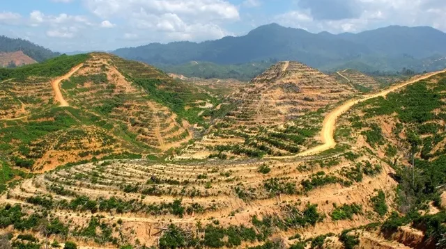 FoRDESI Desak Evaluasi Menteri Terkait Tragedi Bencana Sumatera–Aceh, Ada Salah Kelola Hutan 