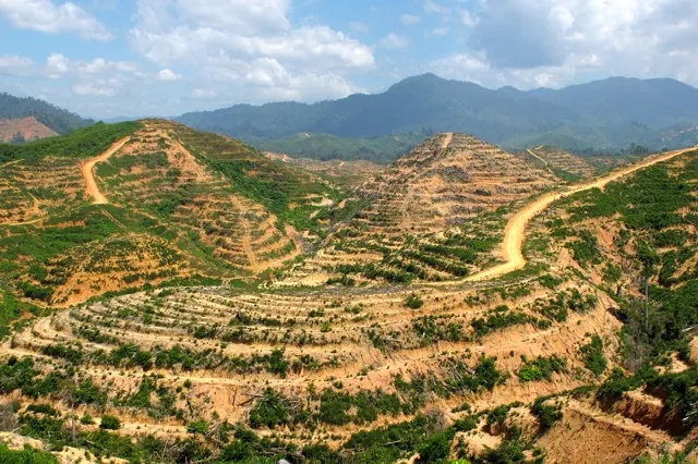 FoRDESI Desak Evaluasi Menteri Terkait Tragedi Bencana Sumatera–Aceh, Ada Salah Kelola Hutan 