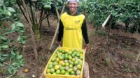 Petani Jeruk Kalisongo Dau Bersyukur, MBG Dongkrak Harga & Keberlanjutan