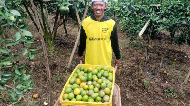 Petani Jeruk Kalisongo Dau Bersyukur, MBG Dongkrak Harga & Keberlanjutan