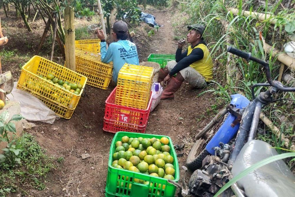 Buruh tani mengumpulkan pesanan buah jeruk langsung dari kebun. (rhd)