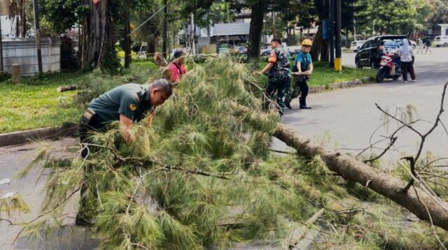 Babinsa Oro-oro Dowo Sigap Bantu Evakuasi Pohon Tumbang di Jalan Panggung
