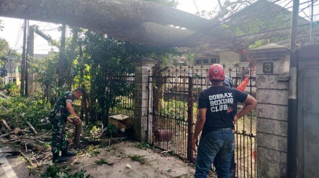 Babinsa Oro-Oro Dowo Evakuasi Pohon Tumbang Menimpa Rumah Jalan Simpang Ijen
