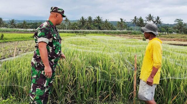 Babinsa Kedungkandang Komsos Bersama Poktan Maju Makmur