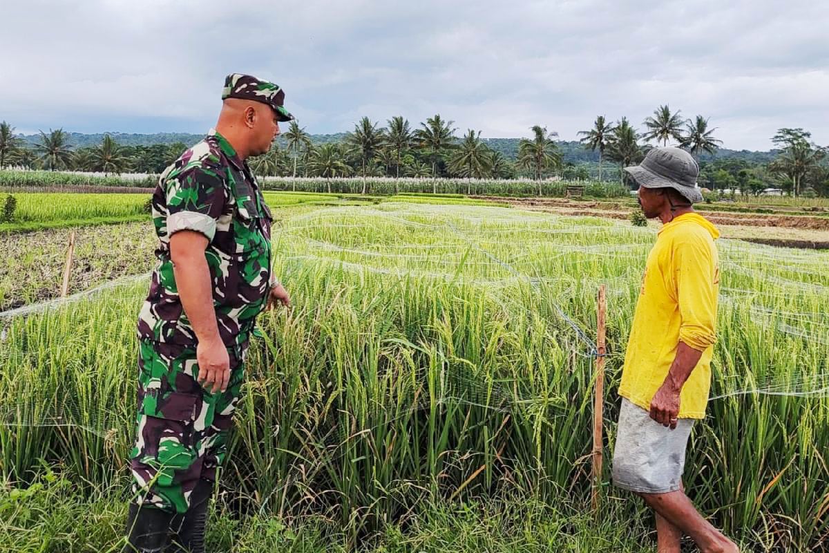 Babinsa Kedungkandang Komsos Bersama Poktan Maju Makmur